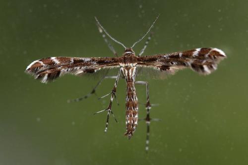 Réf. 184 802 : Oxyptilus parvidactyla